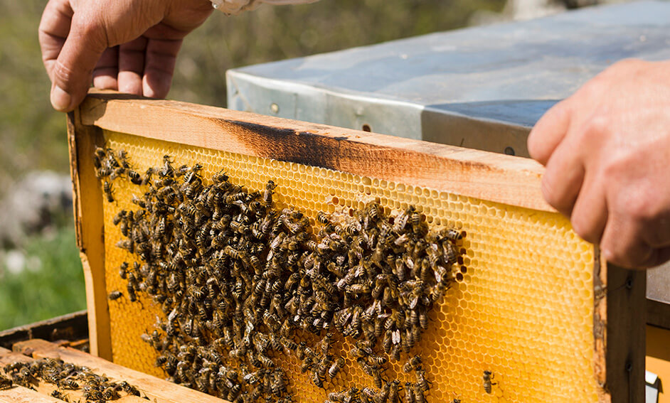 imagen-panal-apicultura-dadelos-dadelosagricola.com