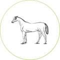 caballo-alimentacion-dadelosagricola.com