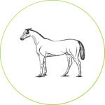 caballo-alimentacion-dadelosagricola.com
