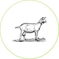 cabras-alimentacion-dadelosagricola.com