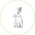 conejos-alimentacion-dadelosagricola.com