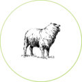 ovejas-alimentacion-dadelosagricola.com