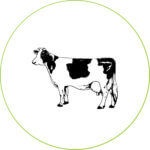 vacas-alimentacionx-dadelosagricola.com